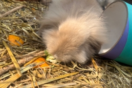 Lion head bunnies for sale