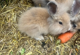 Lion head bunnies for sale