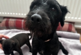 Female Patterdale puppy 