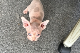 Beautiful Sphynx Kittens 