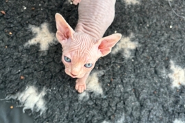 Beautiful Sphynx Kittens 