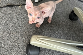 Beautiful Sphynx Kittens 