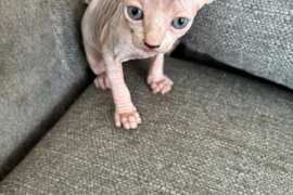 Beautiful Sphynx Kittens 