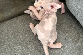 Beautiful Sphynx Kittens 