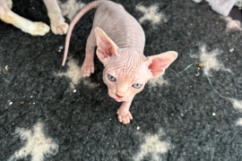 Beautiful Sphynx Kittens 