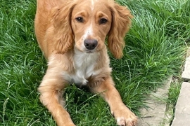 A Beautiful Loving Cocker Spaniel.