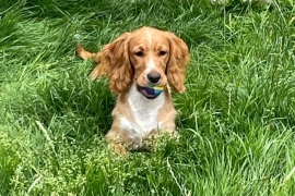 A Beautiful Loving Cocker Spaniel.