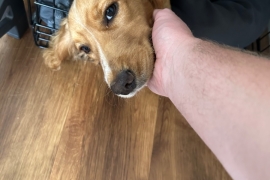 A Beautiful Loving Cocker Spaniel.