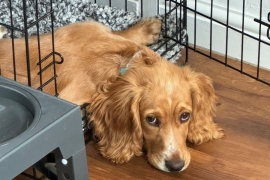 A Beautiful Loving Cocker Spaniel.