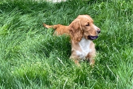 A Beautiful Loving Cocker Spaniel.