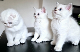 Rare colour,silver shaded,BSH, chinchilla kittens