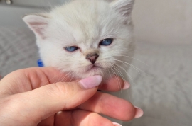 Rare colour,silver shaded,BSH, chinchilla kittens