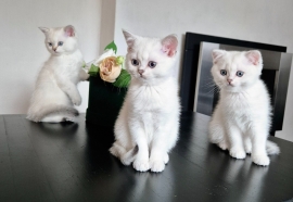 Rare colour,silver shaded,BSH, chinchilla kittens