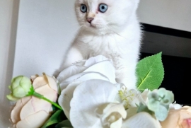 Rare colour,silver shaded,BSH, chinchilla kittens