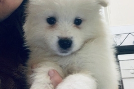  Beautiful Samoyed puppies for sale 