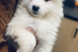  Beautiful Samoyed puppies for sale 