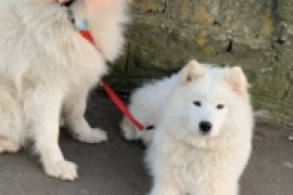  Beautiful Samoyed puppies for sale 