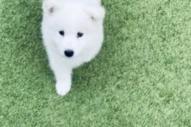  Beautiful Samoyed puppies for sale 