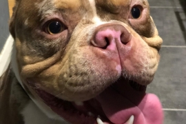 POCKET American Bully needs forever home