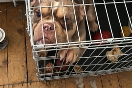 POCKET American Bully needs forever home