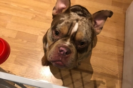 POCKET American Bully needs forever home