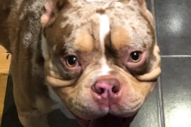 POCKET American Bully needs forever home