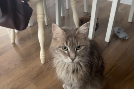 Maine coon cross kitten