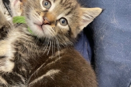 Maine coon cross kitten