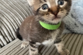 Maine coon cross kitten