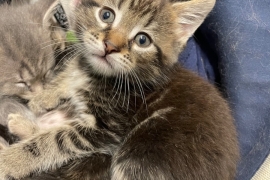 Maine coon cross kitten