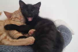 5 beautiful kittens looking for their forever home