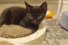 5 beautiful kittens looking for their forever home