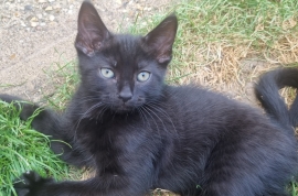 5 beautiful kittens looking for their forever home