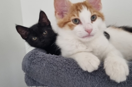 5 beautiful kittens looking for their forever home