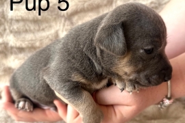 Stunning Rare Blue/Lilac Jack Russell Puppies