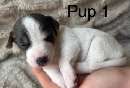 Stunning Rare Blue/Lilac Jack Russell Puppies