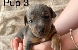 Stunning Rare Blue/Lilac Jack Russell Puppies