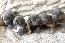 Stunning Rare Blue/Lilac Jack Russell Puppies