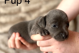 Stunning Rare Blue/Lilac Jack Russell Puppies