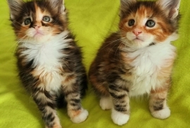 Maine Coon kitten 