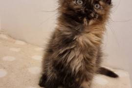 Maine Coon kitten 