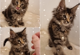 Maine Coon kitten 