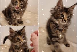 Maine Coon kitten 