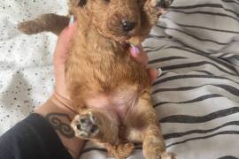 Lhasapoo puppies 