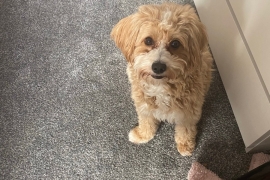 Lhasapoo puppies 