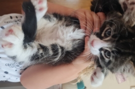 Maine coons kittens 