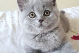 ADORABLE BSH KITTENS