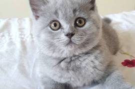 ADORABLE BSH KITTENS