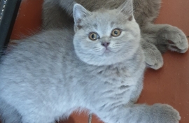 ADORABLE BSH KITTENS