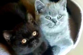 ADORABLE BSH KITTENS